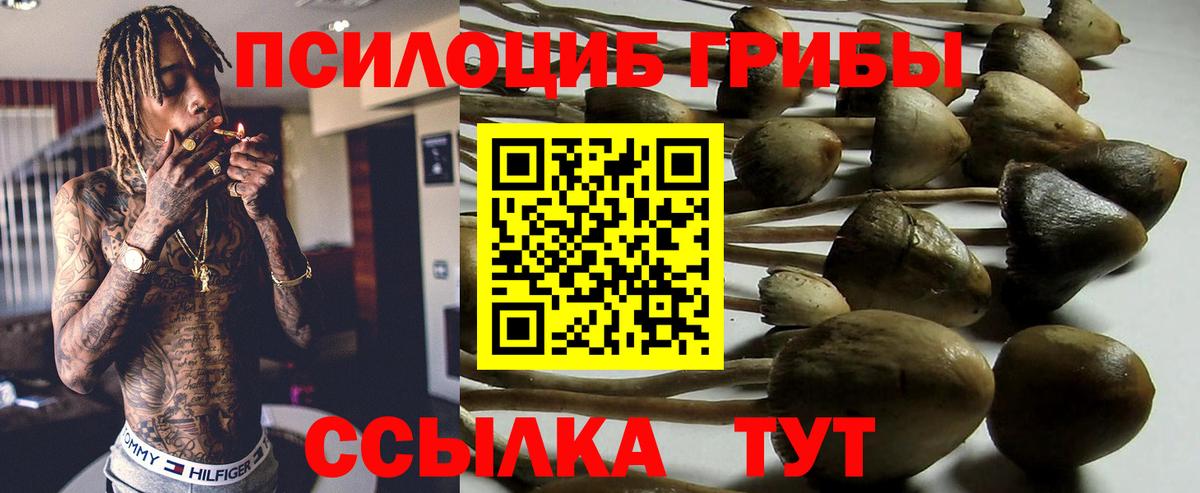 Псилоцибиновые грибы Cubensis  Вход с VPN  Канаш 